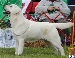 labrador retriever puppy posted by CMacris