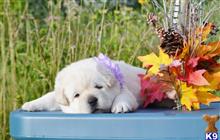 labrador retriever puppy posted by CMacris