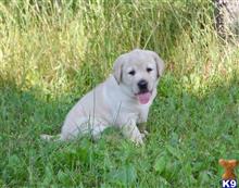 Ready to go Health tested yellow female available Labrador Retriever puppy located in HATLEY