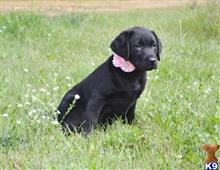 English Chocolates and Blacks available Labrador Retriever puppy located in HATLEY