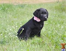labrador retriever puppy posted by CMacris