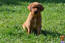 labrador retriever puppy posted by CMacris