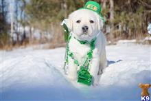 labrador retriever puppy posted by CMacris