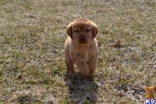 labrador retriever puppy posted by CMacris