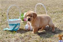 labrador retriever puppy posted by CMacris
