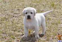 labrador retriever puppy posted by CMacris