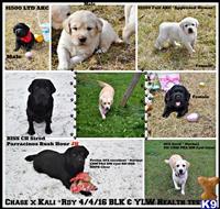 AKC ENGLISH HEALTH TESTED-CH LINES available Labrador Retriever puppy located in HATLEY