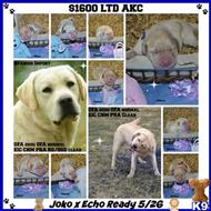 labrador retriever puppy posted by CMacris