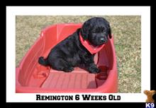 labrador retriever puppy posted by CMacris