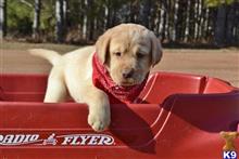 labrador retriever puppy posted by CMacris