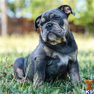 english bulldog puppy posted by Ca_Bulldogs