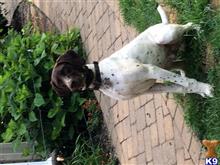 Sir Hunter Oakhill of Browning available German Shorthaired Pointer puppy located in FORKED RIVER