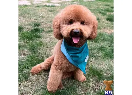Disco Jams available Poodle puppy located in FRESNO