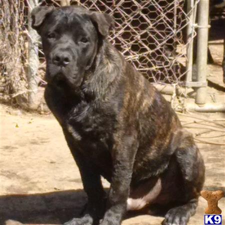 American Bandogge Mastiff Puppy For Duke 17 Months Old California Bandogge Picture 1