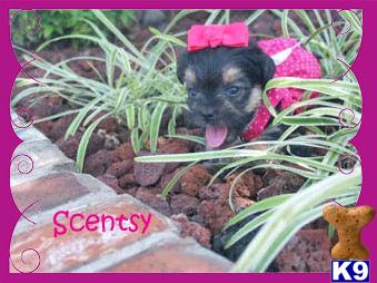 mixed breed puppy posted by CaliforniaCuddles