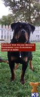 Rottweiler