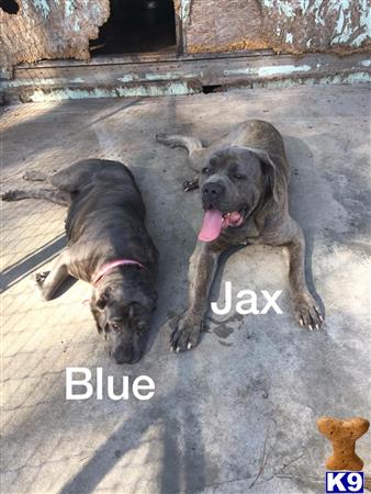 Cane Corso Puppy For Sale No Name 2 Years Old
