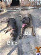 cane corso puppy posted by Canecorso28