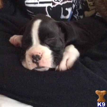 boxer puppy posted by Canela7139
