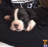 boxer puppy posted by Canela7139