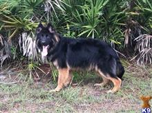german shepherd puppy posted by CanineHS