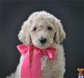 goldendoodles puppy posted by Caromaldo