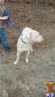 Dogo Argentino