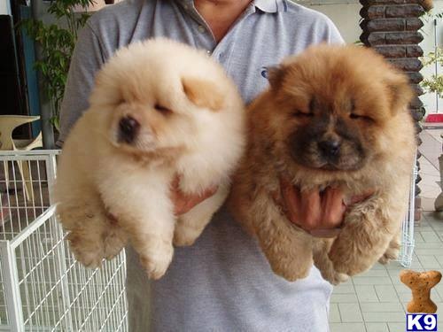 purebred chow chow puppies
