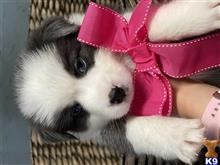 australian shepherd puppy posted by Celisince1996