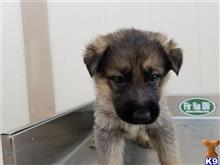 german shepherd puppy posted by CelticShepherds