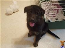 german shepherd puppy posted by CelticShepherds