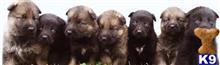 german shepherd puppy posted by CelticShepherds