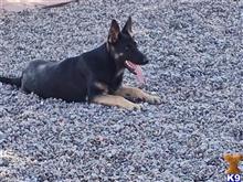 german shepherd puppy posted by CelticShepherds