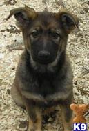 german shepherd puppy posted by CelticShepherds
