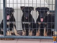 german shepherd puppy posted by CelticShepherds