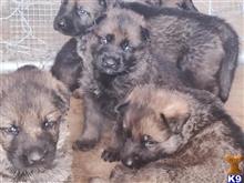 german shepherd puppy posted by CelticShepherds