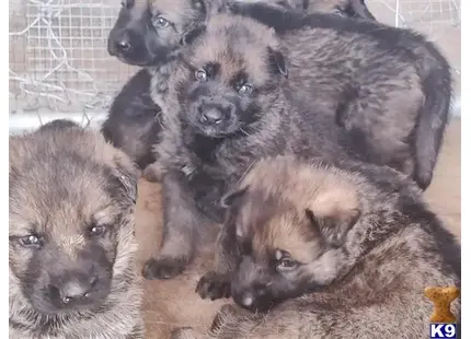 German Shepherd