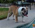 Rocko aka beef cake available Old English Bulldog puppy located in MERCED