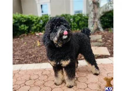 King Kong available Bernedoodle puppy located in MONTVERDE