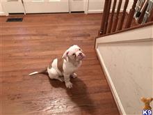 american bulldog puppy posted by Chach2422