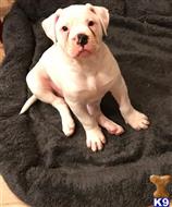 american bulldog puppy posted by Chach2422