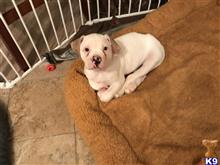 american bulldog puppy posted by Chach2422