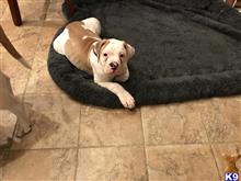 american bulldog puppy posted by Chach2422