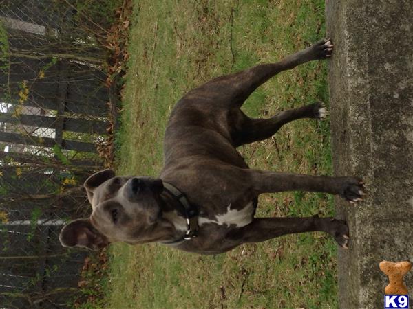 pitbull puppies ct american pitbull puppies bristol ct pennysaverusa breeds picture pitbull puppies ct american pitbull puppies bristol ct pennysaverusa breeds picture