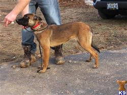 belgian malinois puppy posted by ChalandDogs