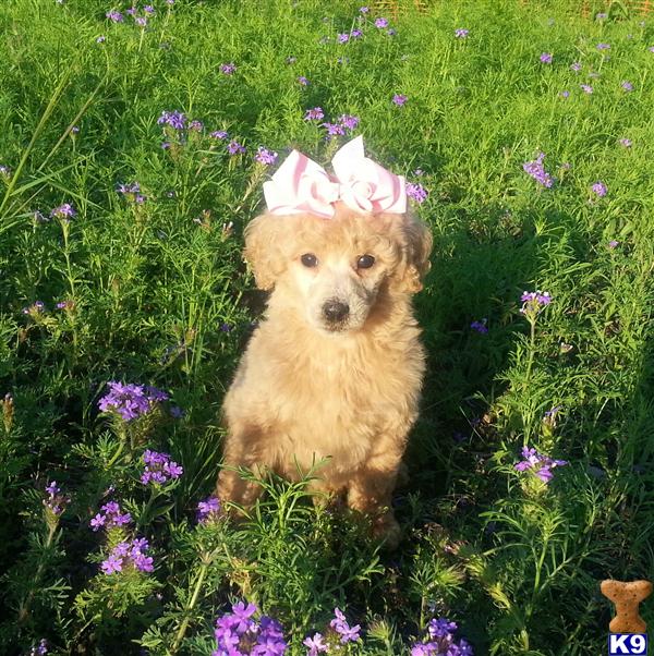 poodle puppy posted by Chalkers19