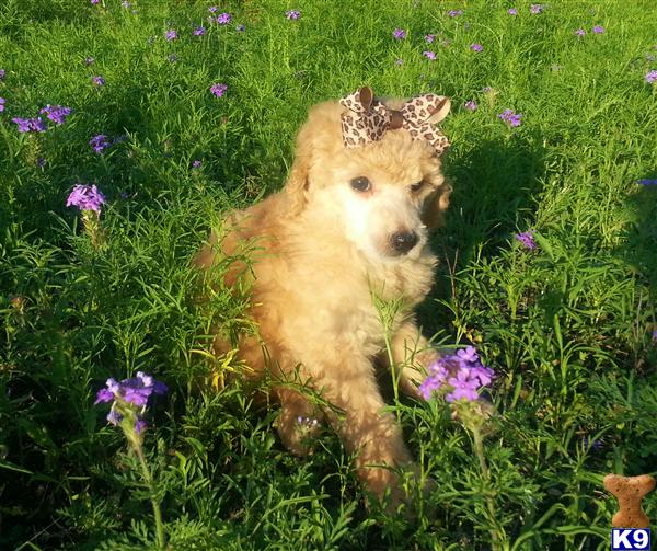 poodle puppy posted by Chalkers19