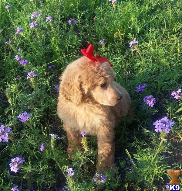 poodle puppy posted by Chalkers19