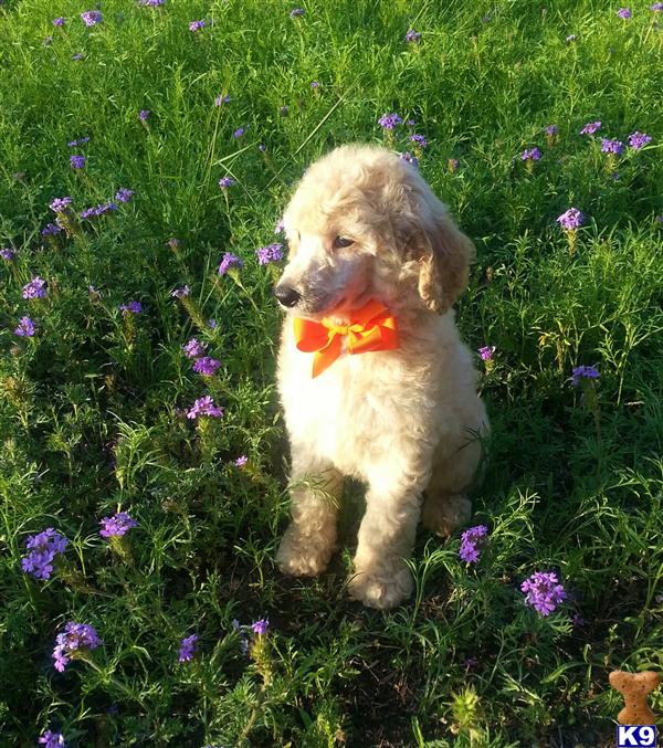poodle puppy posted by Chalkers19