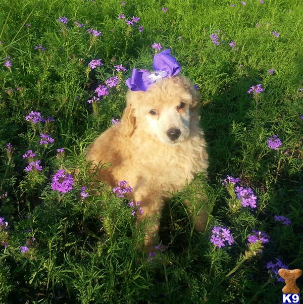 poodle puppy posted by Chalkers19